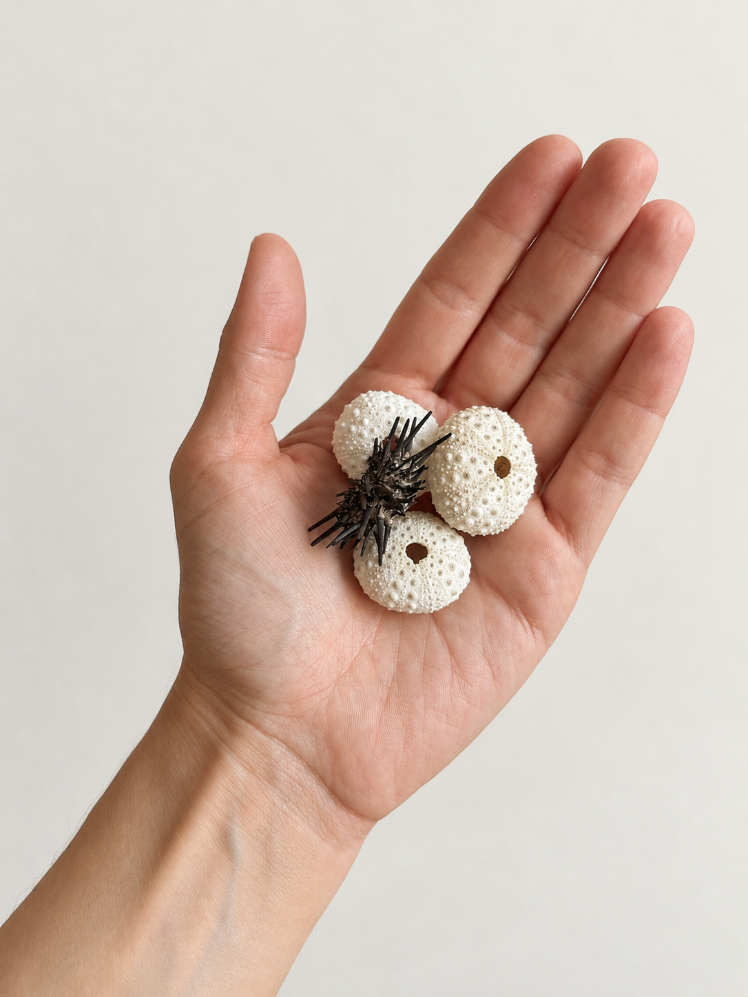 Stephanie's hand holding sea urchin shells found on the beach